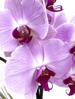 Alternative view of Orquídea Phalaenopsis