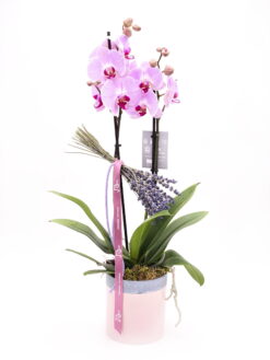 Orquídea Phalaenopsis