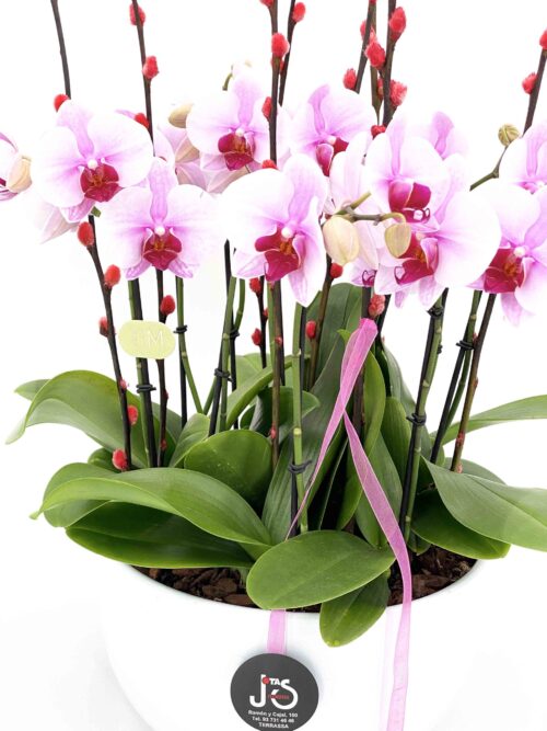 Centro de Orquídeas Phalaeonopsis - Imagen 3