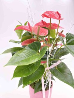 Planta anthurium rosa con cerámica