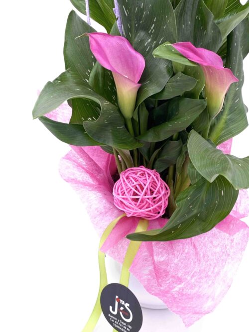 Calla - Imagen 2