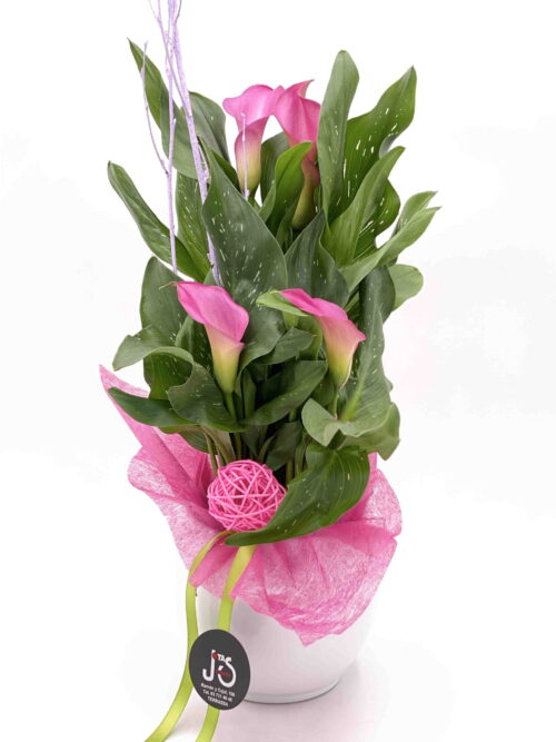 Calla