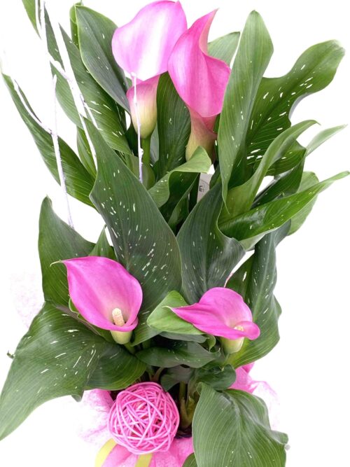 Calla - Imagen 3