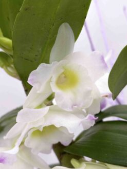 Alternative view of Orquídea Dendrobium.