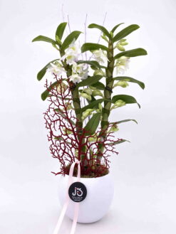 Orquidea dendrobium blanca