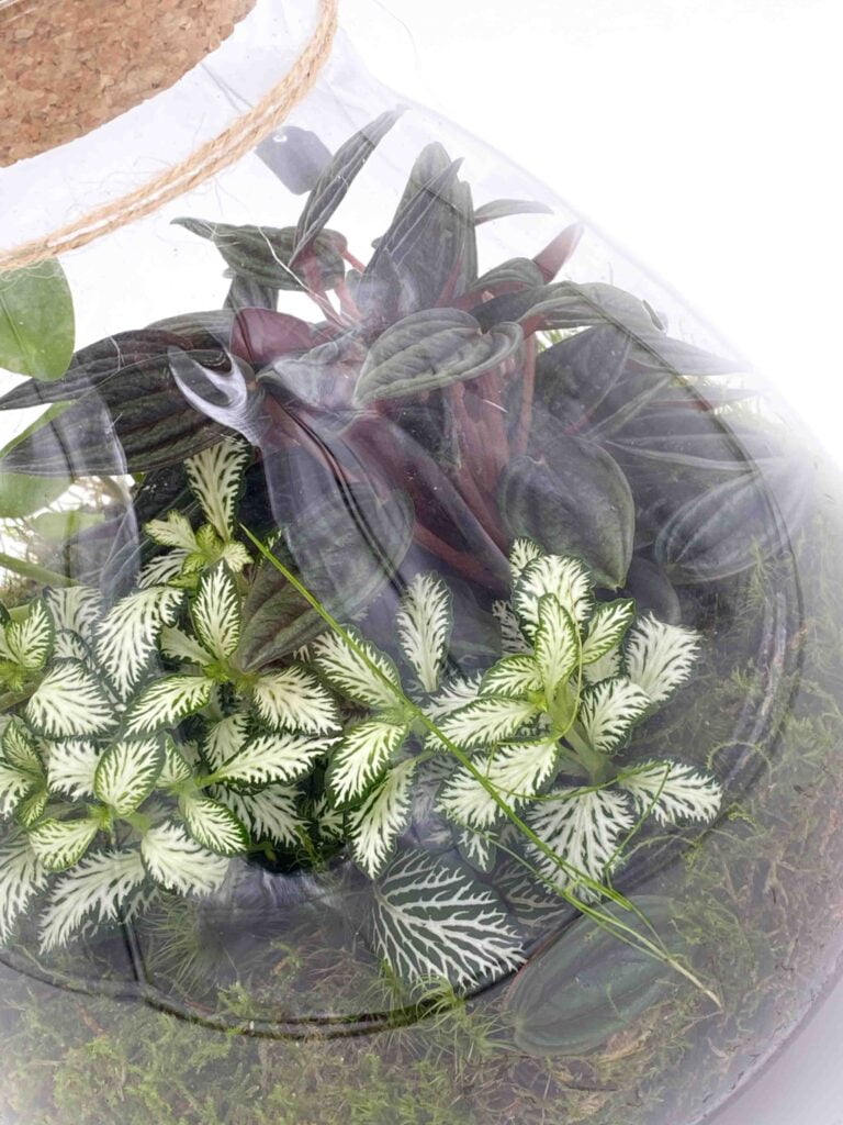 Cómo cuidar un terrario cerrado - consejos esenciales 4