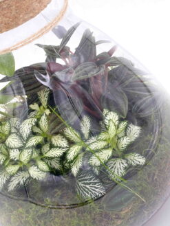 Alternative view of Terrario Cónico