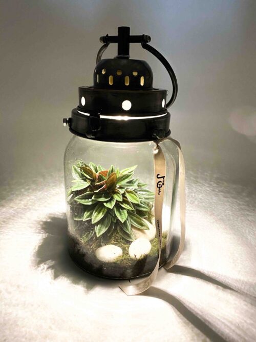 Terrario led