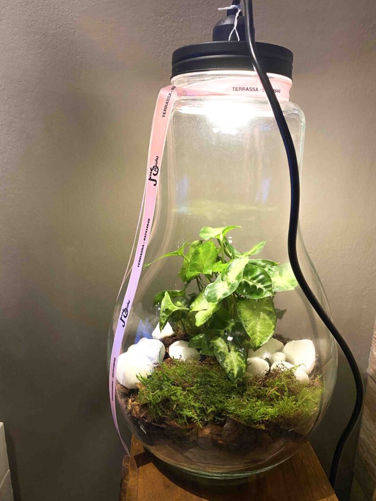 Cómo cuidar un terrario cerrado - consejos esenciales 6