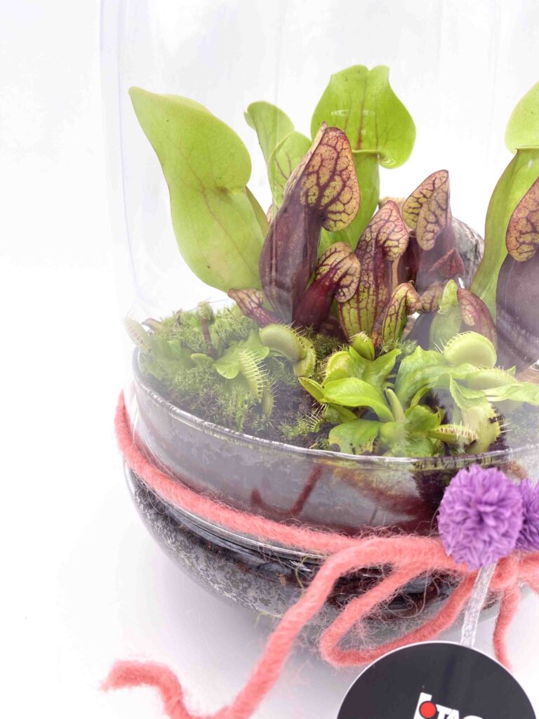 Cómo cuidar un terrario cerrado - consejos esenciales 3