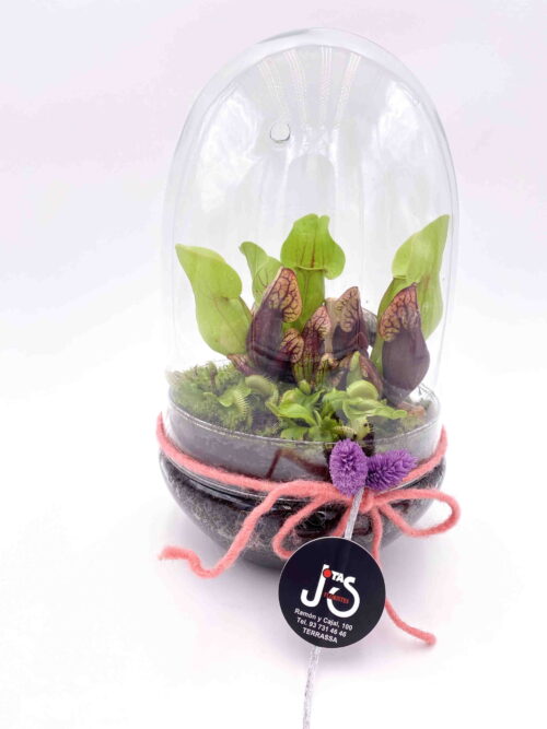 terrario carnivoras