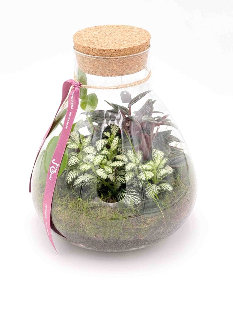 Cómo cuidar un terrario cerrado - consejos esenciales 2