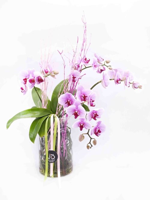 Orquídeas