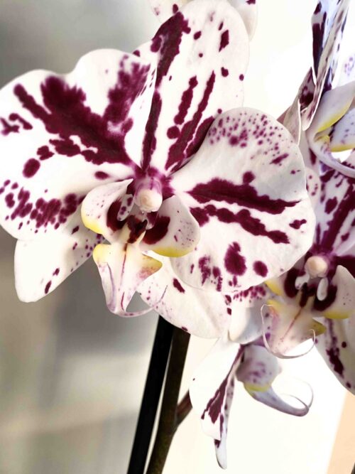 Orquídea Phalaenopsis - Imagen 3