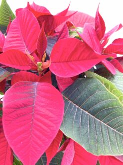 Poinsettia estrella de navidad Euphorbia pulcherrima
