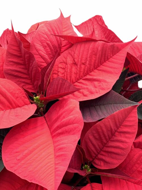 Poinsettia estrella de navidad Euphorbia pulcherrima