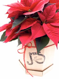 Poinsettia estrella de navidad Euphorbia pulcherrima