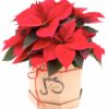 Poinsetia Hat Box Poinsettia estrella de navidad Euphorbia pulcherrima