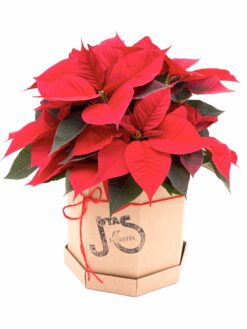 Poinsetia Hat Box Poinsettia estrella de navidad Euphorbia pulcherrima