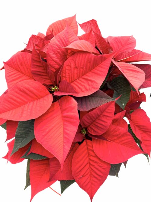 Poinsettia estrella de navidad Euphorbia pulcherrima