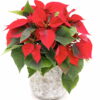Poinsettia estrella de navidad Euphorbia pulcherrima