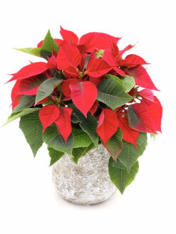 Poinsettia estrella de navidad Euphorbia pulcherrima