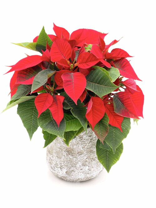 Poinsettia estrella de navidad Euphorbia pulcherrima