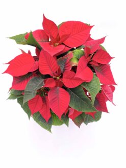Poinsettia estrella de navidad Euphorbia pulcherrima