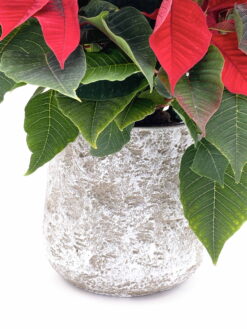 Poinsettia estrella de navidad Euphorbia pulcherrima