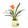 planta Clivia