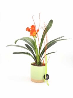 planta Clivia