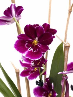 Alternative view of Miltonia multiflora