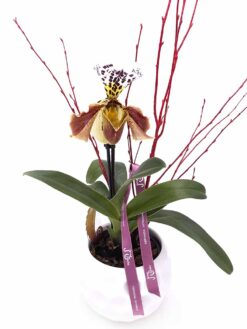 Paphiopedilum