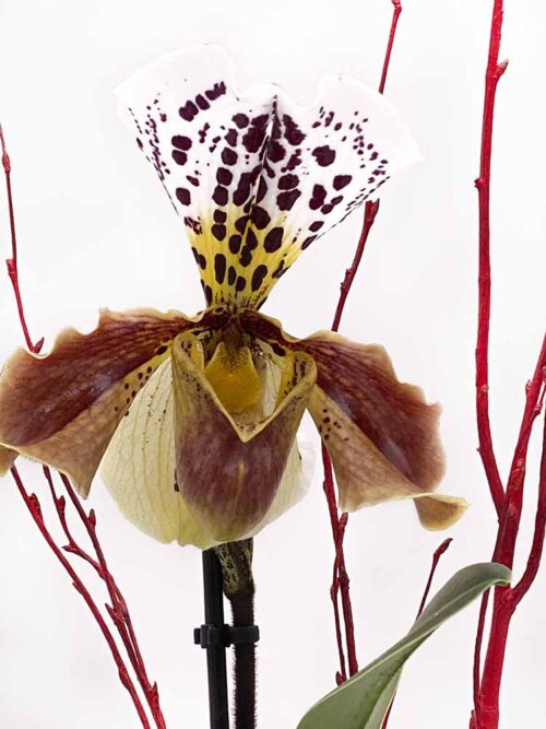 Orquidea