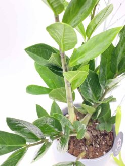 Zamioculcas