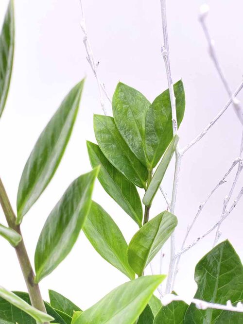 zamioculcas