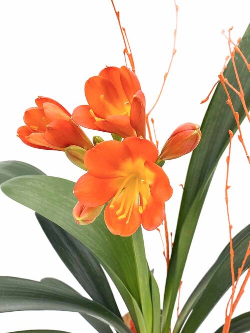 Clivia - Imagen 2