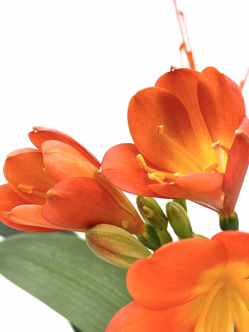 Clivia - Imagen 3
