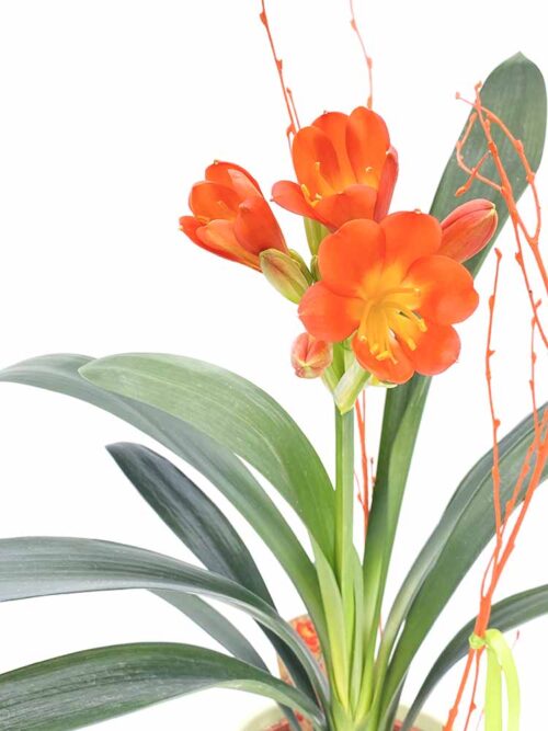 Clivia - Imagen 4