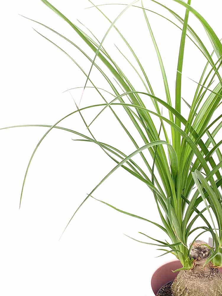 cuida de tus plantas de interior