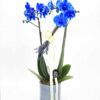 Orquídea de color azul