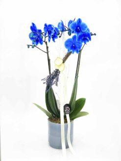 Orquídea de color azul
