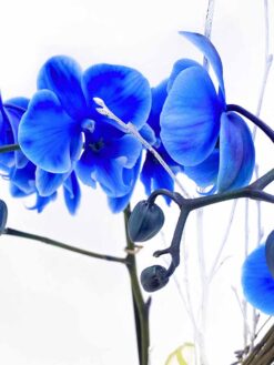 Orquídea de color azul
