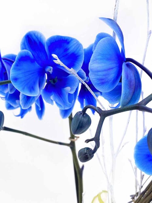 Orquídea de color azul