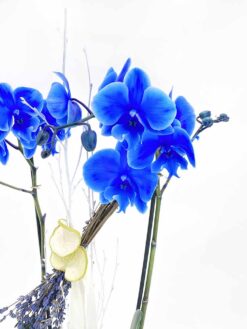 Orquídea de color azul
