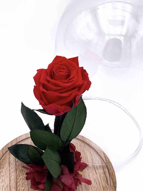 Rosa bella y bestia terrassa