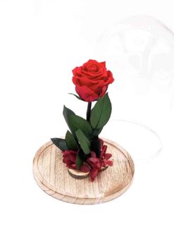 Rosa bella y bestia terrassa