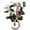 stephanotis