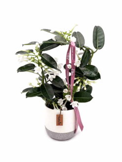 stephanotis