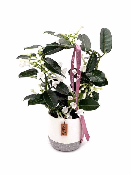stephanotis